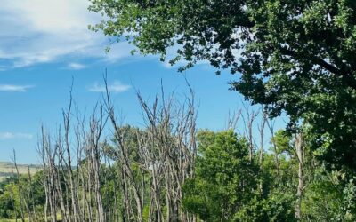 A Day in the Life…