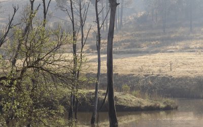 Embracing Off-the-Grid Living: Our Novel Water System at Teak Place Estate