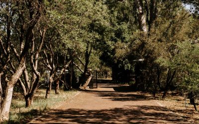 Wagon Ridge Is Sold Out. Here’s What That Says About How South Africans Want To Live